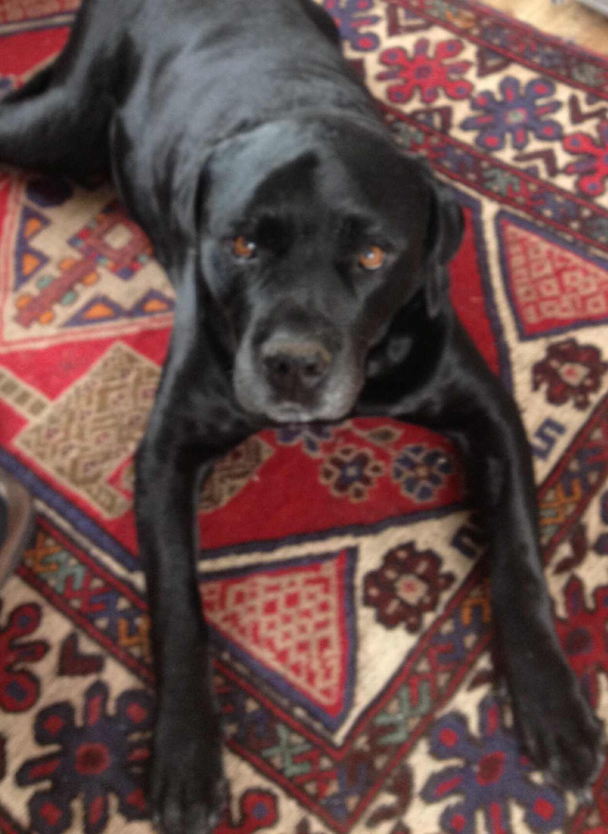 Large black Bull Mastiff Ernie, grown up with amber eyes, lying on a patterned rug indoors.