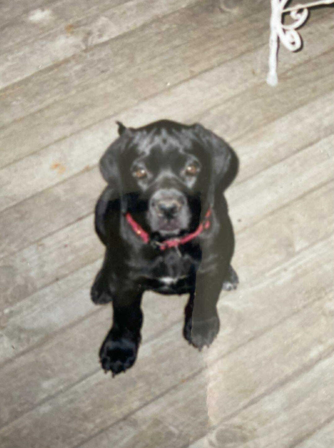 Puppy Ernie – Black Bull Mastiff with Amber Eyes Young black Bull mastiff, amber eyes. Sitting upright